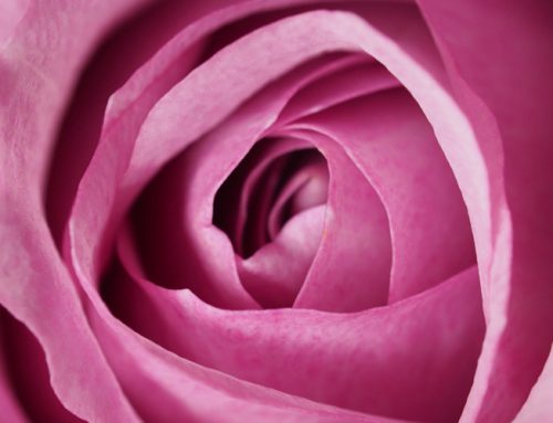 Die Rose – Sagenumwoben elegant
